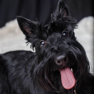 Meet your Posher, Pattie